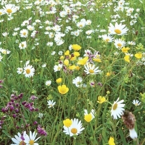 wildflower_turf